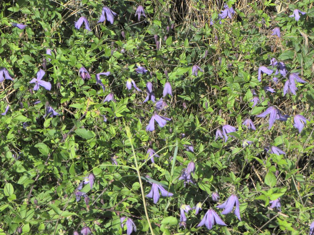 Clematis viticella (Ranunculaceae)